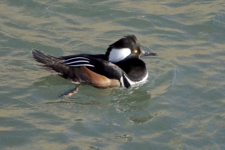 hooded merganser